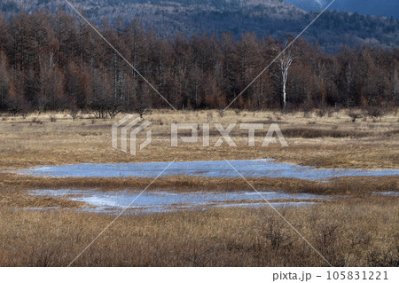 初冬の小田代ヶ原 105831221