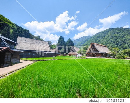 夏の五箇山・菅沼合掌造り集落 夏の五箇山・菅沼合掌造り集落 105831254