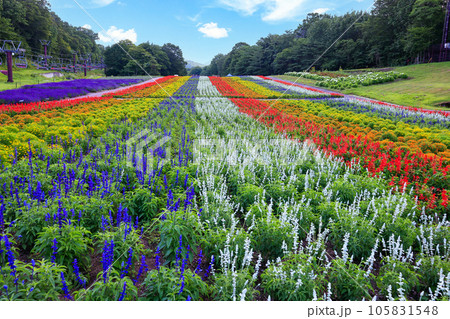 カラフルな彩の丘 カラフルな彩の丘 105831548