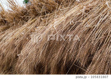 麦の天日干し 麦の天日干し 105831807