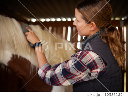 Good attitude is most important. a young woman brushing a horse in a barn. 105831894