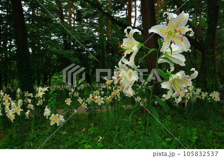 岩手県北上市　森の咲く百合の花 105832537