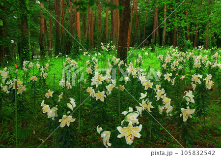 岩手県北上市 森の咲く百合の花 岩手県北上市 森の咲く百合の花 105832542