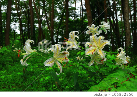 岩手県北上市　森の咲く百合の花 105832550
