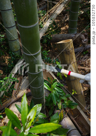 荒廃した孟宗竹の林を整備 105832730