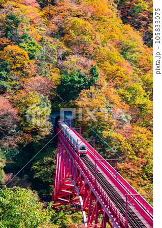 秋の黒部峡谷:新山彦橋を走るトロッコ電車 秋の黒部峡谷:新山彦橋を走るトロッコ電車 105833075