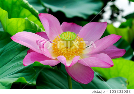 福島潟・遊潟広場の紅蓮 105833088