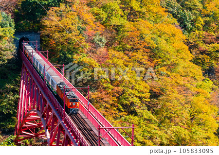 秋の黒部峡谷:新山彦橋を走るトロッコ電車 秋の黒部峡谷:新山彦橋を走るトロッコ電車 105833095