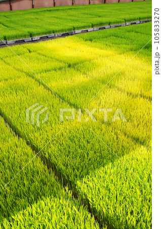 並ぶ育苗箱の緑化に色むら 105833270