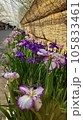 花菖蒲園にショウブの花が咲いています 105833461