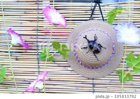 すだれに掛かる朝顔の花とカブトムシが乗ってる麦わら帽子の涼しげな写真 すだれに掛かる朝顔の花とカブトムシが乗ってる麦わら帽子の涼しげな写真 105833702