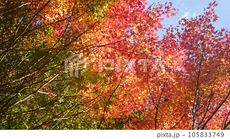 埼玉県秩父ミューズパークにてグラデーションの紅葉と青空 105833749