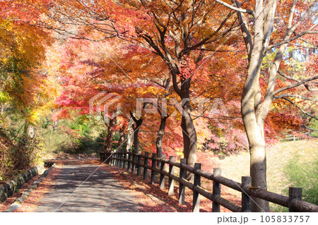 埼玉県秩父ミューズパークにて紅葉の散歩道 埼玉県秩父ミューズパークにて紅葉の散歩道 105833757