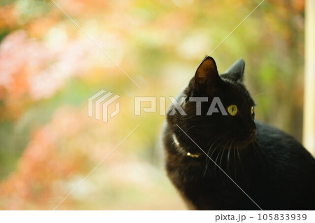 紅葉を背景にくつろぐ黒猫 105833939