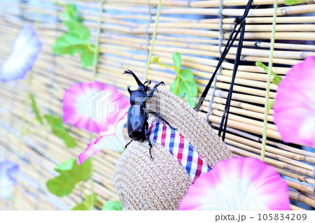 すだれに掛かる朝顔の花とカブトムシが乗ってる麦わら帽子の涼しげな写真 すだれに掛かる朝顔の花とカブトムシが乗ってる麦わら帽子の涼しげな写真 105834209