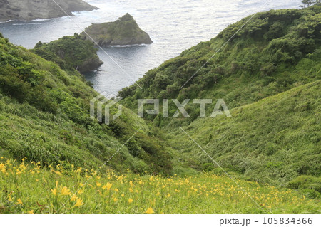 断崖絶壁に咲くユリの花 断崖絶壁に咲くユリの花 105834366