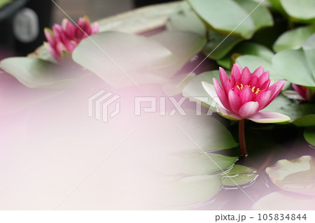 ピンクの睡蓮の花とメダカ 夏風景 ピンクの睡蓮の花とメダカ 夏風景 105834844