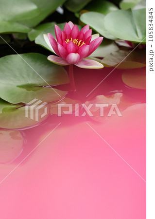 ピンクの睡蓮の花とメダカ 夏風景 ピンクの睡蓮の花とメダカ 夏風景 105834845