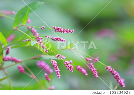 イヌタデの花 105834928