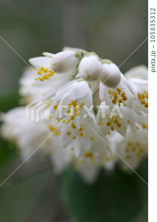 可憐なヒメウツギの白い円錐花序、花のアップ(マクロレンズ使用・自然光・接写写真) 可憐なヒメウツギの白い円錐花序、花のアップ(マクロレンズ使用・自然光・接写写真) 105835312