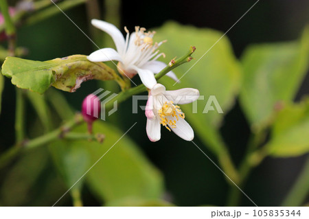 可憐なヒメウツギのピンクと白い円錐花序、花のアップ(マクロレンズ使用・自然光・接写写真) 可憐なヒメウツギのピンクと白い円錐花序、花のアップ(マクロレンズ使用・自然光・接写写真) 105835344