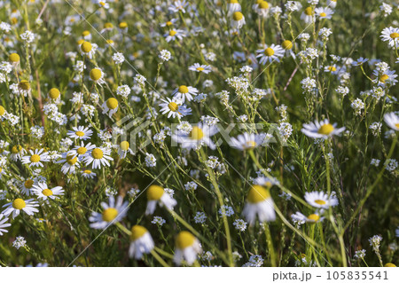 A large number of white daisies 105835541