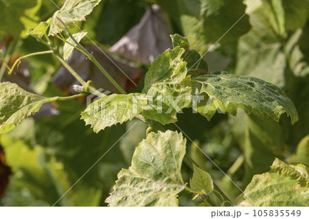 A vine with green foliage in summer 105835549