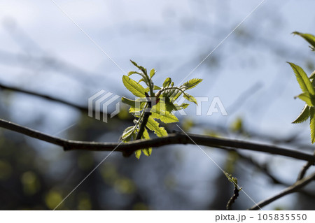 green leaves of mountain ash during spring, small fast-growing green foliage 105835550