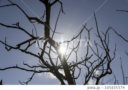 catalpa bignoniform tree in sunny weather in early spring 105835574