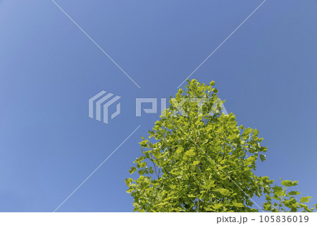 tulip tree with green foliage in windy weather tulip tree with green foliage in windy weather 105836019