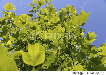 tulip tree with green foliage in windy weather tulip tree with green foliage in windy weather 105836480