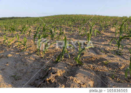 illuminated by orange sunlight green corn sprouts at sunset 105836505