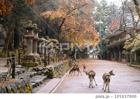 Nara Deer Park and autumn temple street in Japan 105837000