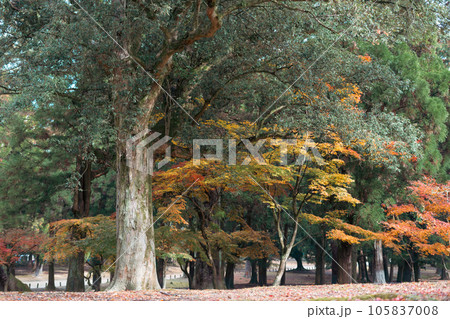 Nara Deer Park autumn colorful forest in Japan 105837008