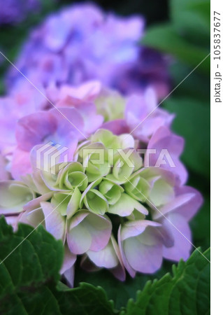 公園に咲く紫陽花のアップ 105837677