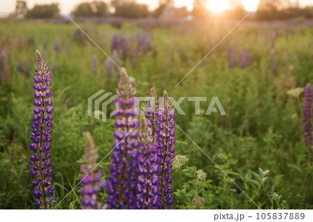 photos of lupine flowers in nature 105837889