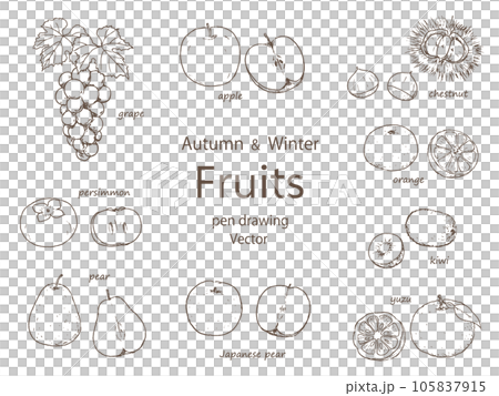 Autumn and winter fruit pen drawing set 105837915