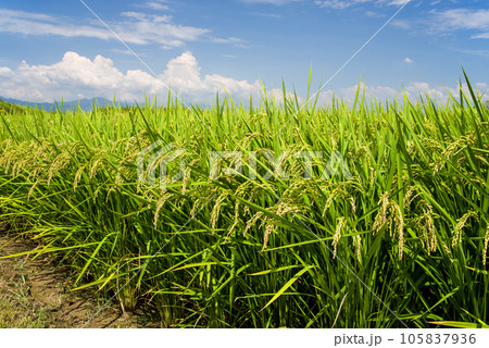 【夏の稲穂】収穫前の稲穂と夏空 105837936