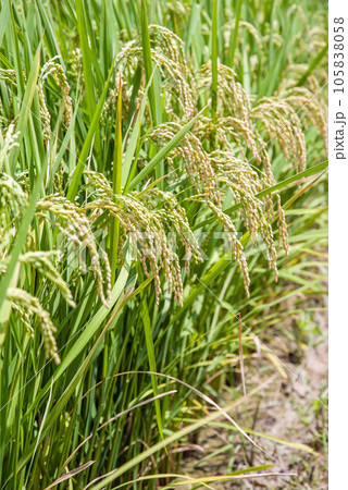【収穫前の稲穂】順調に実った夏の稲穂 【収穫前の稲穂】順調に実った夏の稲穂 105838058