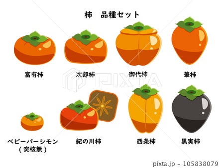 柿　品種セット　シンプル 105838079