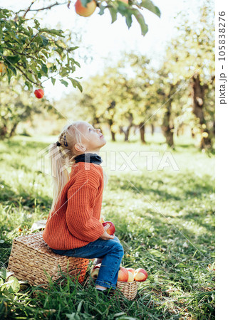 Child picking apples on farm in autumn. Little girl playing in tree orchard. Healthy nutrition. Cute little girl eating red delicious fruit. Harvest Concept. Apple picking. 105838276