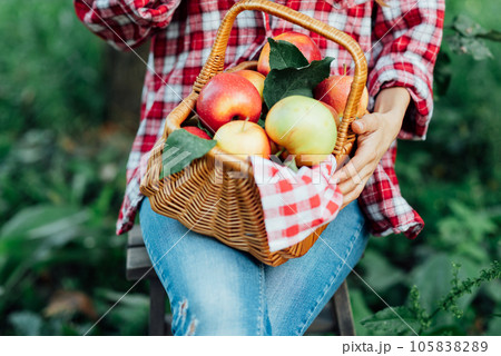 Beautiful woman picking ripe organic apples in basket in orchard or on farm on fall day. Harvest Concept. Garden. Woman with basket full of ripe apples 105838289