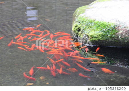 ニシキゴイ(錦鯉)/緋鯉の稚魚 105838290