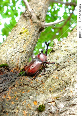 カブトムシ クワガタムシ 夏休み 子供 カブトムシ クワガタムシ 夏休み 子供 105838383
