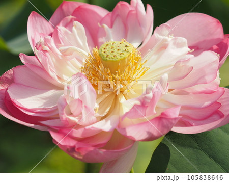 美しい蓮の花 105838646