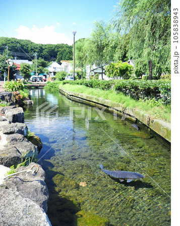 静岡県 泉の里 湧水公園 7月 静岡県 泉の里 湧水公園 7月 105838943