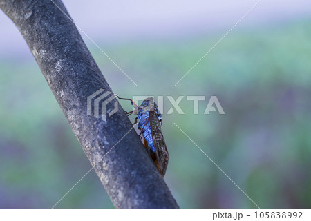 木に止まるアブラゼミ　アブラゼミ　セミ　木にとまる　夏の昆虫　蝉 105838992