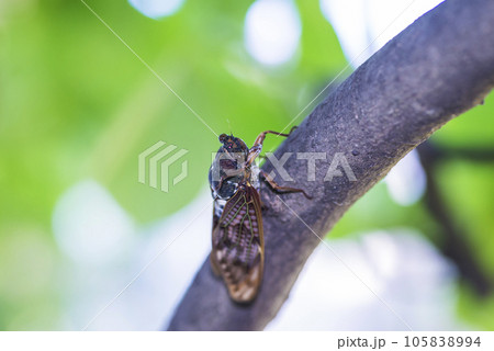 木に止まるアブラゼミ　アブラゼミ　セミ　木にとまる　夏の昆虫　蝉 105838994
