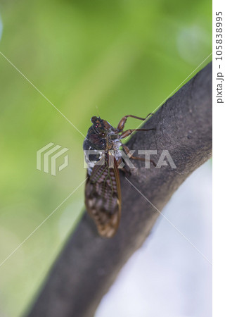 木に止まるアブラゼミ アブラゼミ セミ 木にとまる 夏の昆虫 蝉 木に止まるアブラゼミ アブラゼミ セミ 木にとまる 夏の昆虫 蝉 105838995