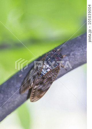 木に止まるアブラゼミ アブラゼミ セミ 木にとまる 夏の昆虫 蝉 木に止まるアブラゼミ アブラゼミ セミ 木にとまる 夏の昆虫 蝉 105839004
